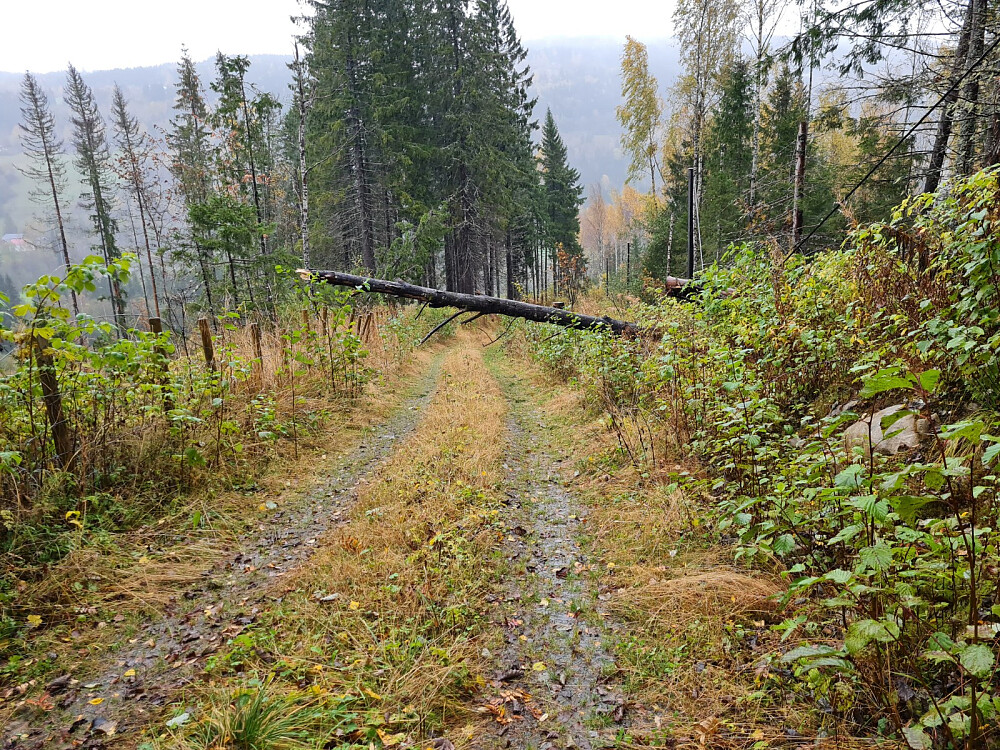 Nedblåst gammel osp i Hammershaugvegen