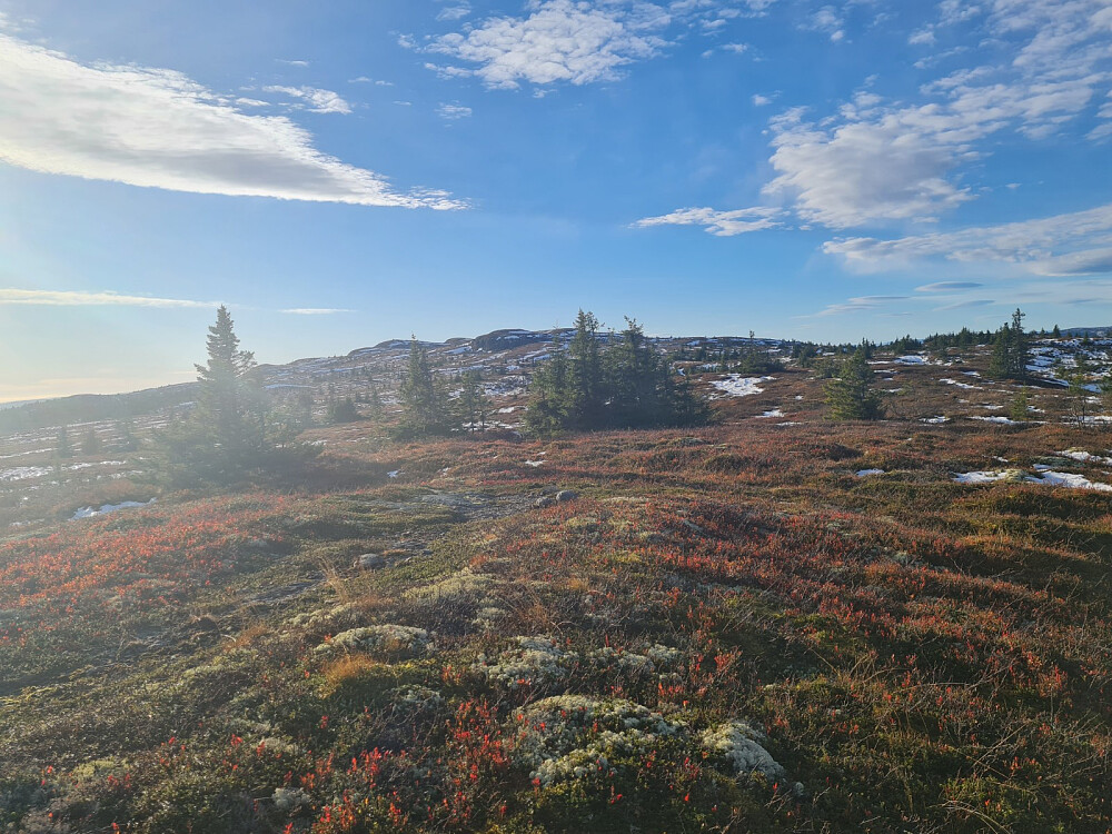På Condruphaugen