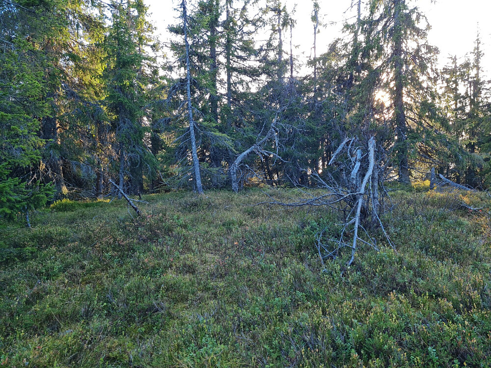 På Vestre Veslehaugen
