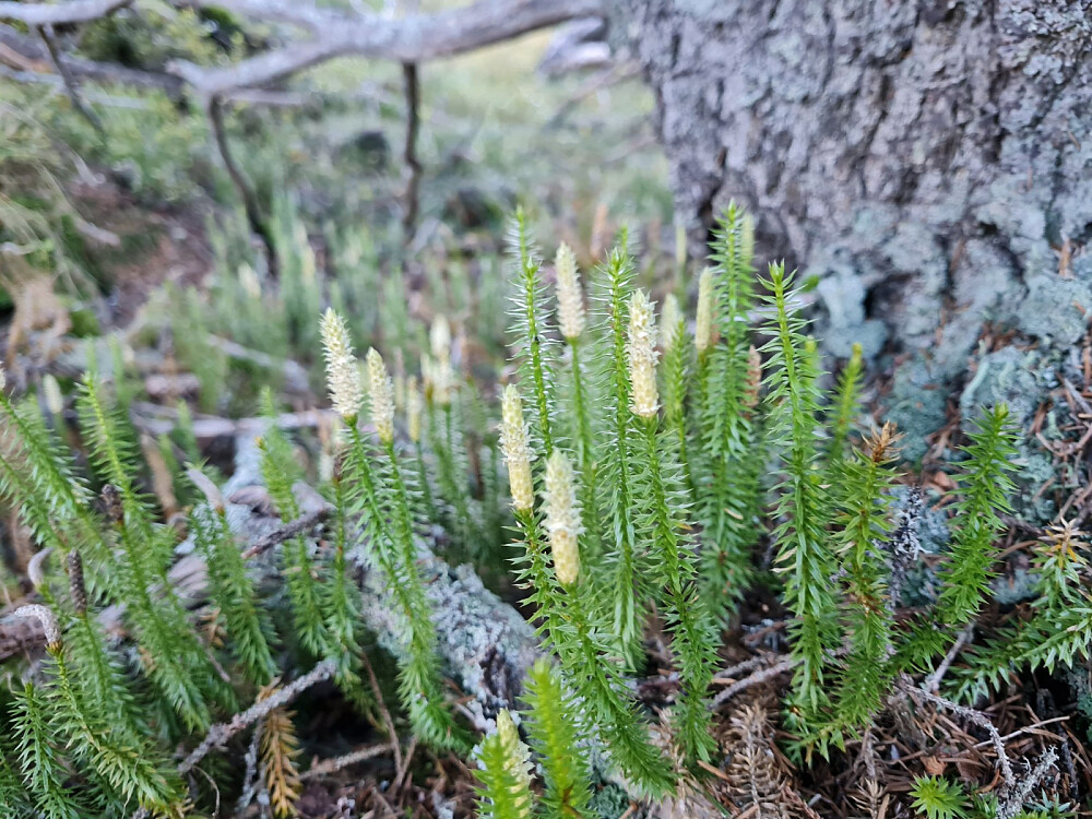 Lite blomster nå, men Skogkråkefot står flott i skogbunnen