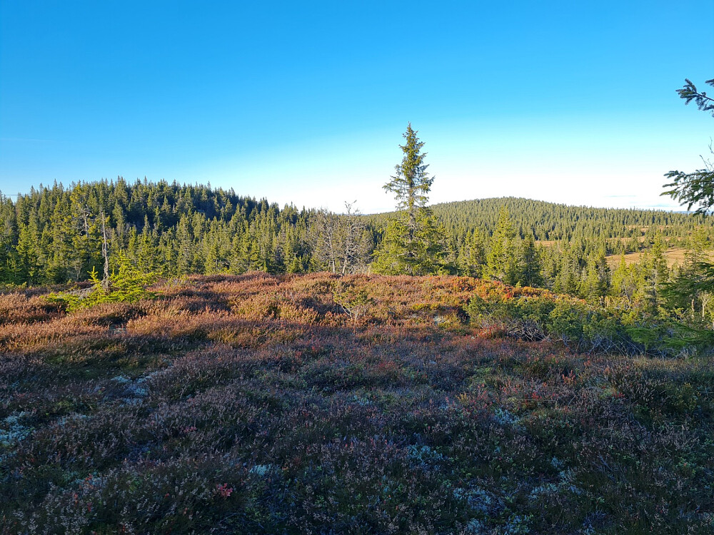 På Østre Veslehaugen, mot Storhaugen og Grøtåshaugen