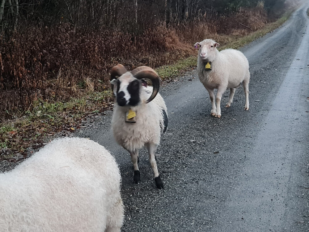 Tre værer i Ulsrudveien