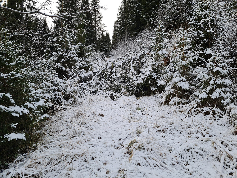 Vindfall i traktorvegen opp for Storbekkrysset