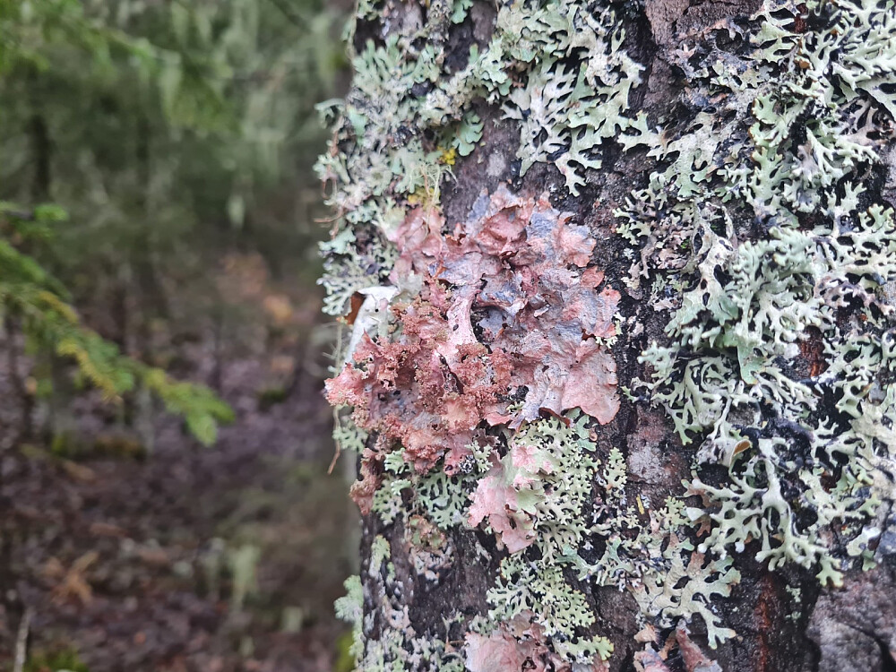 Papirlav og vanlig kvistlav på samme selje