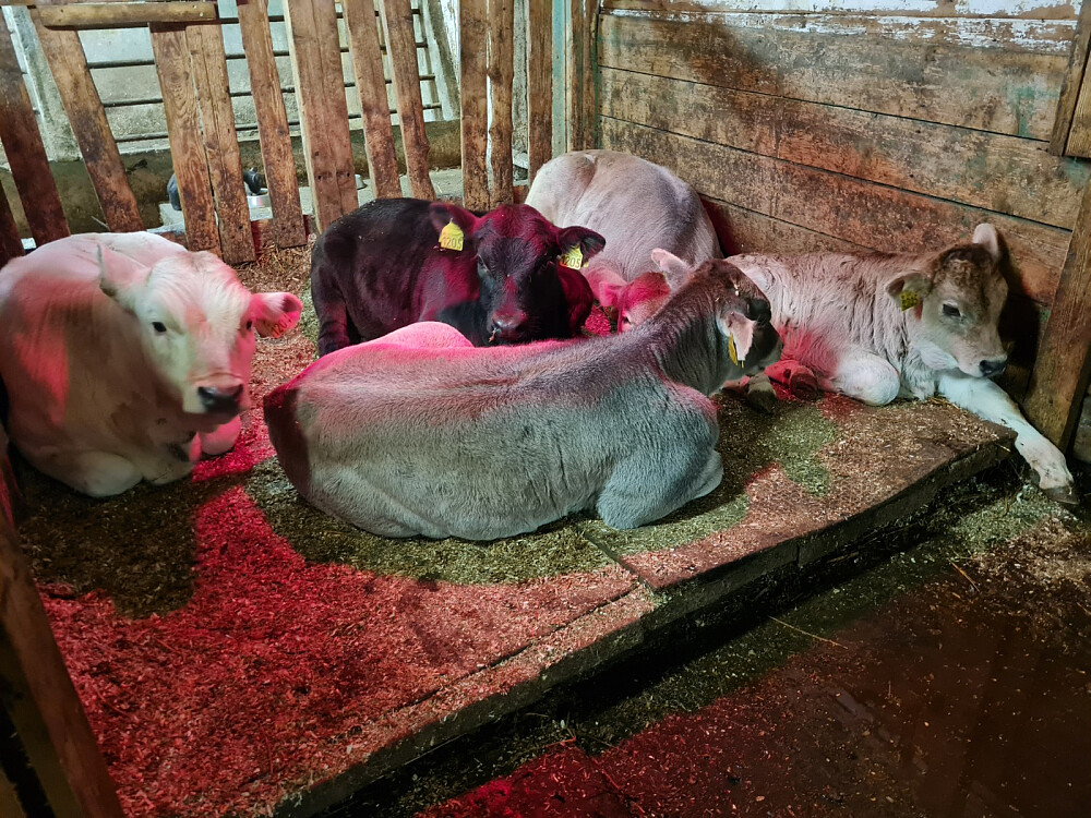 Innom fjøset for å sjekke om kalving, kalvene koser seg