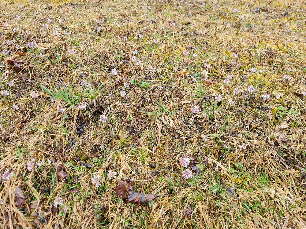 Vårpengeurt sprer seg i Ulsrud