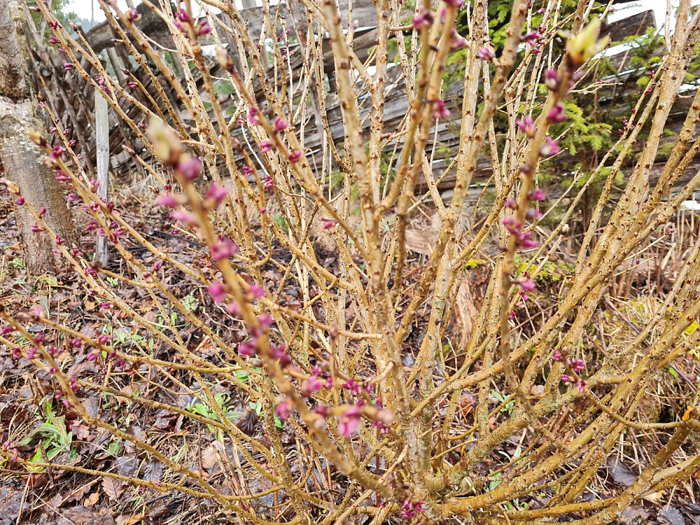 Tysbasten nesten i blomstring