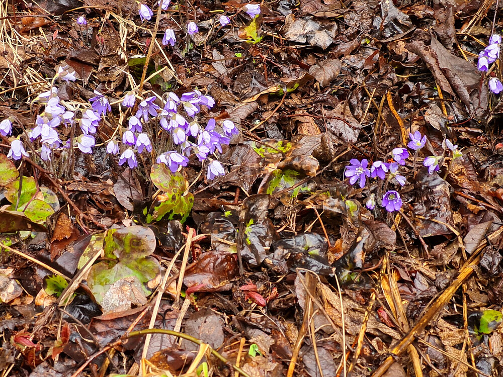 Blåveis, mengder over alt i Auggedalens solside