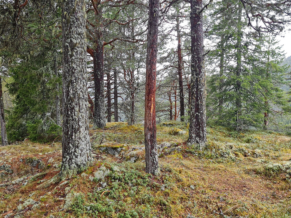 Fine furuer på Evenvoldkollen