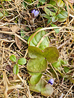 repelo_20260518_6a0ab232bba7f.jpg