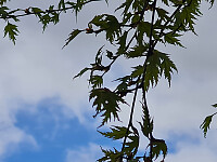 repelo_20260518_6a0ab232ee4f5.jpg