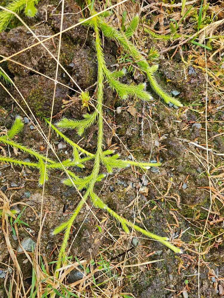 Myk kråkefot