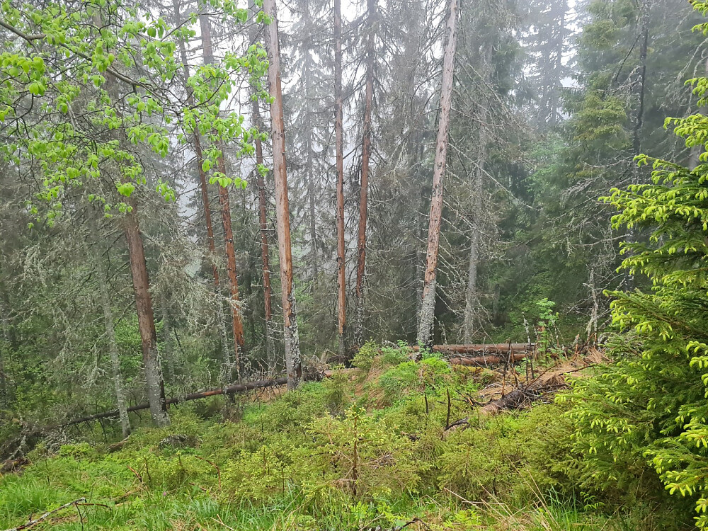 Mye tørrgran opp for Hakkerudsvea