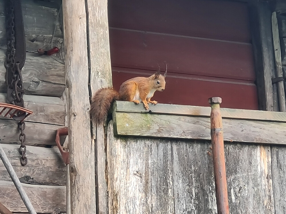 Ekorn på bua på Nygaard