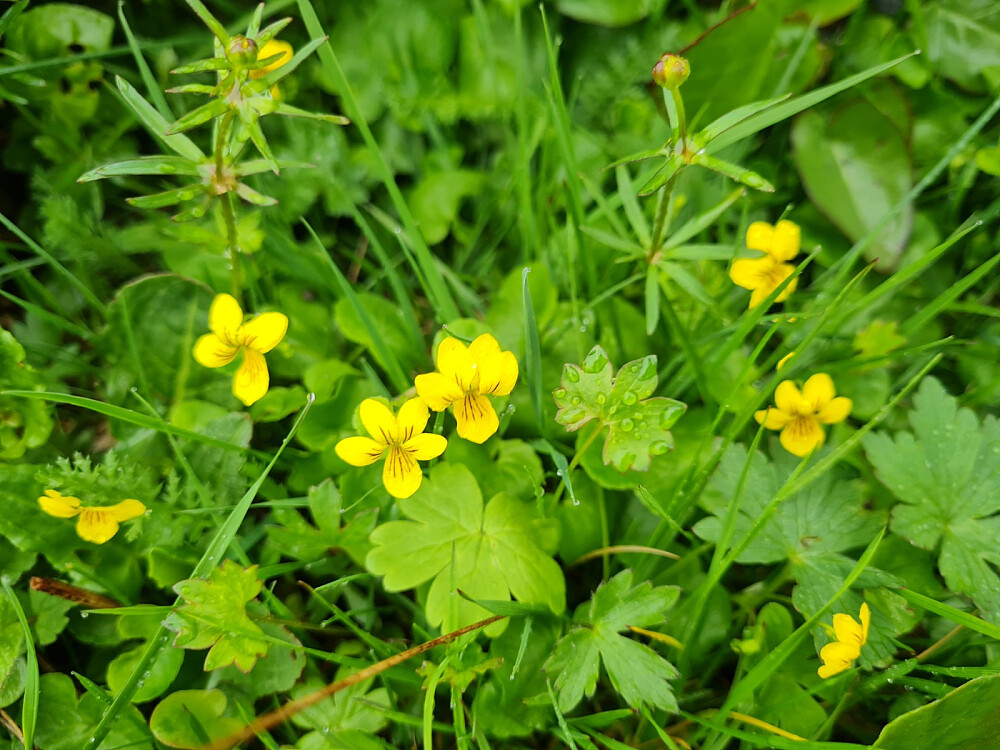 Fjellfiol og nyresolie med blomsterknopper