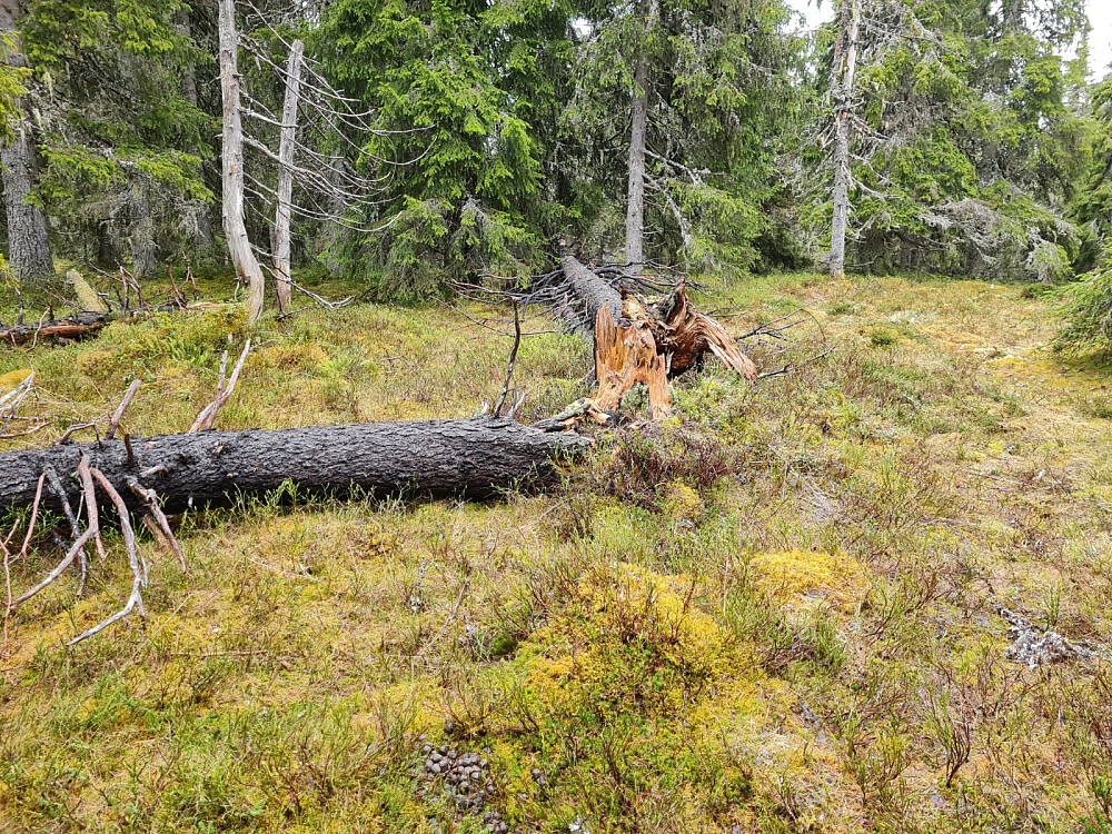 Storseterhøgda