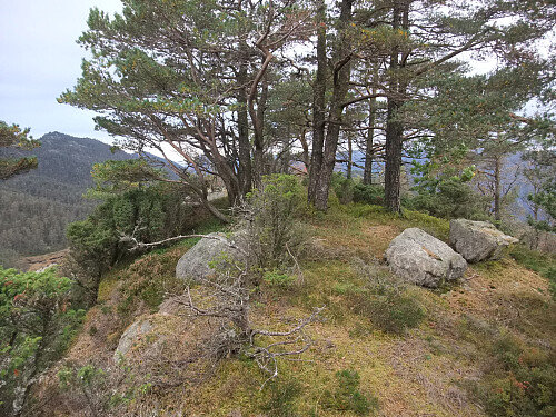 Skog på toppen av Heståsen.