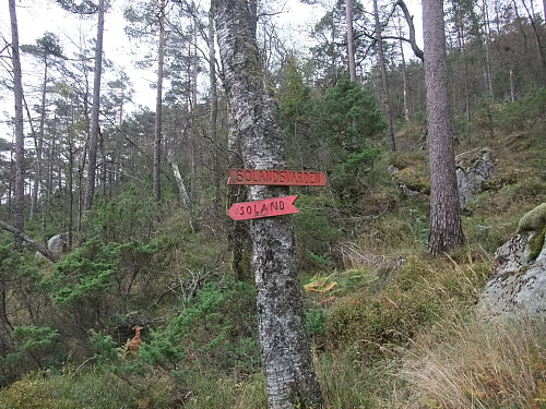 I skogen opp mot Solandsvarden.