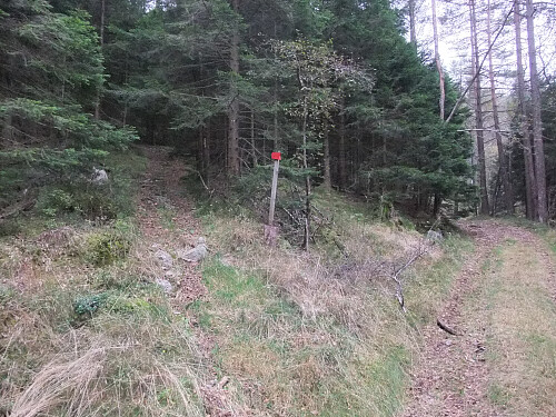 Skogsveger ved Stemmevatnet.
