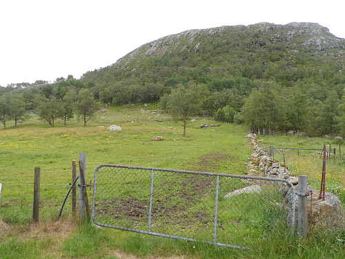 Gjengrodd traktorveg eit stykke opp mot Nordre Tjetlandsnuten.