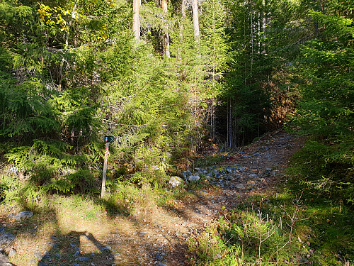 God sti også gjennom tett skog.