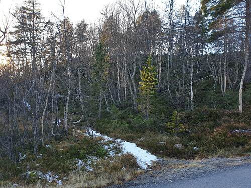 Sti mot utsiktspunkt over Gloppefossen.