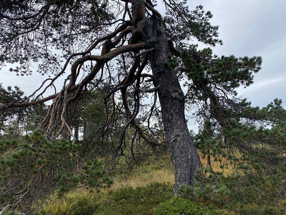 Gammel flott furu.
