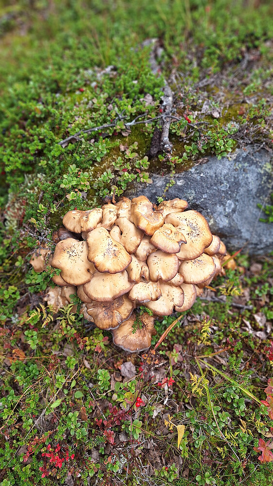 Høsttegn.