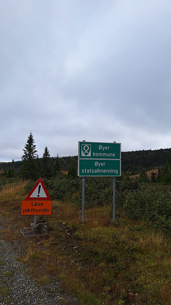 Mange løse hunder å se i dag.