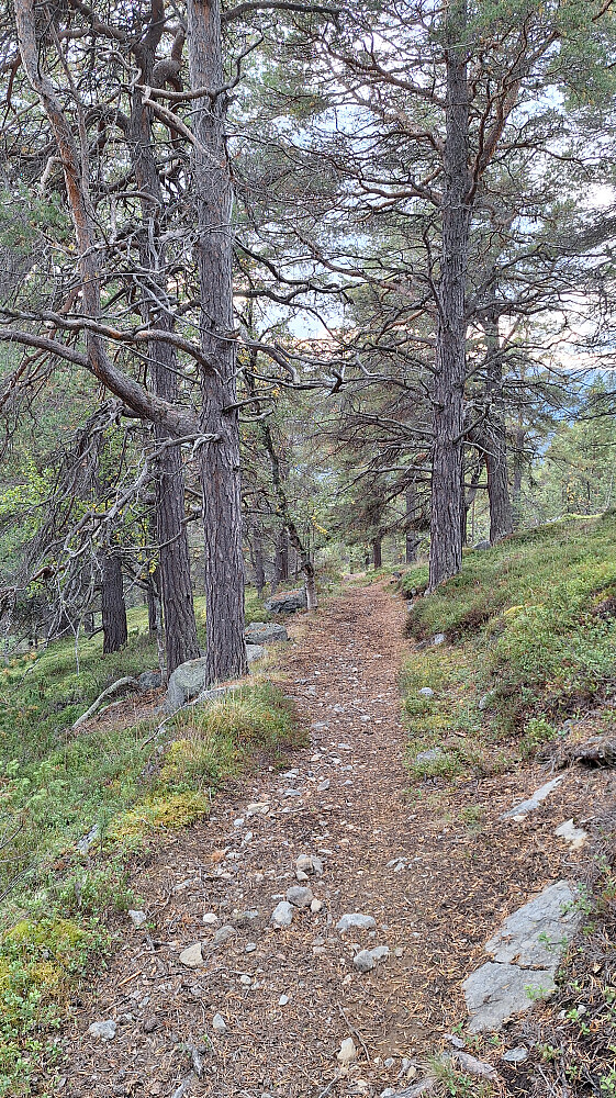 Fin sti fra Skrøya til Djuptjønne.