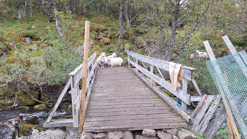 Aldri for sent å dra til seters for å gjøre seg fet.
