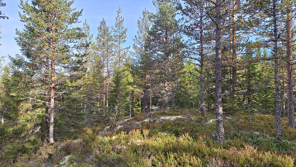 Hovseterhøda Sørøst.