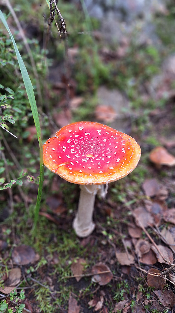 Mye sopp. Bare se, ikke røre.