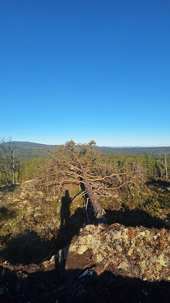 Innertier. Fulltreff rotvelte rett på varden.