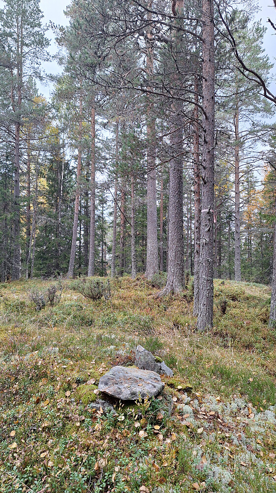 Smørkollen.