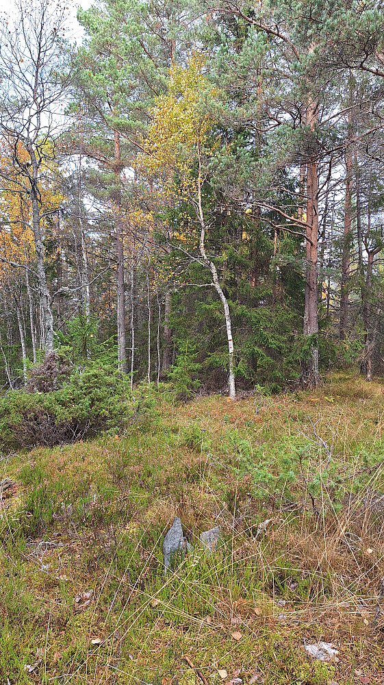 Bekaputthøgda.