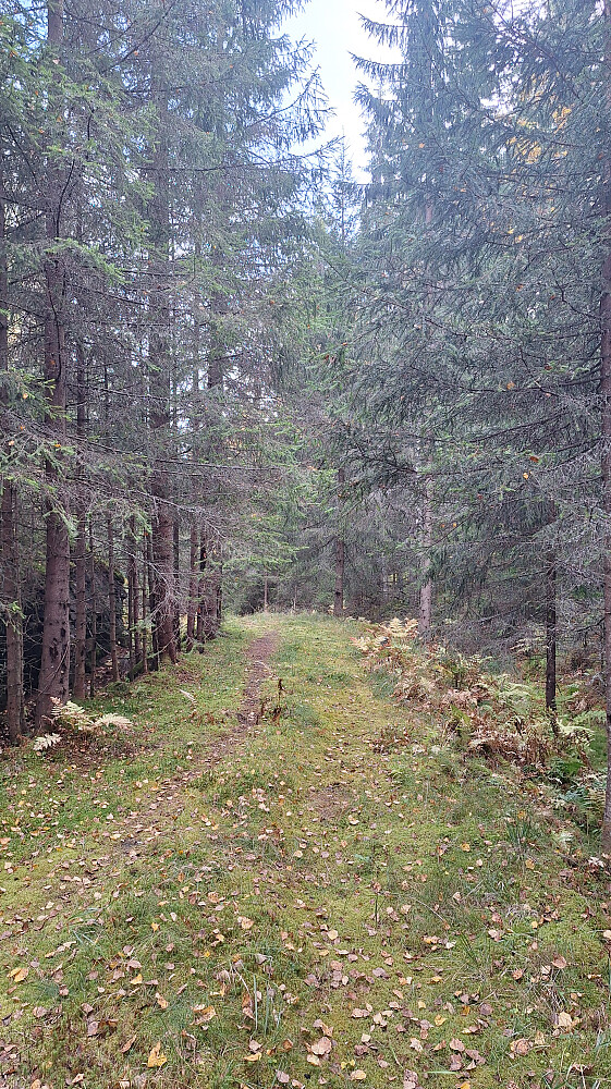 Fin gammel vei mellom Smørkollen og Bekaputthøgda. 