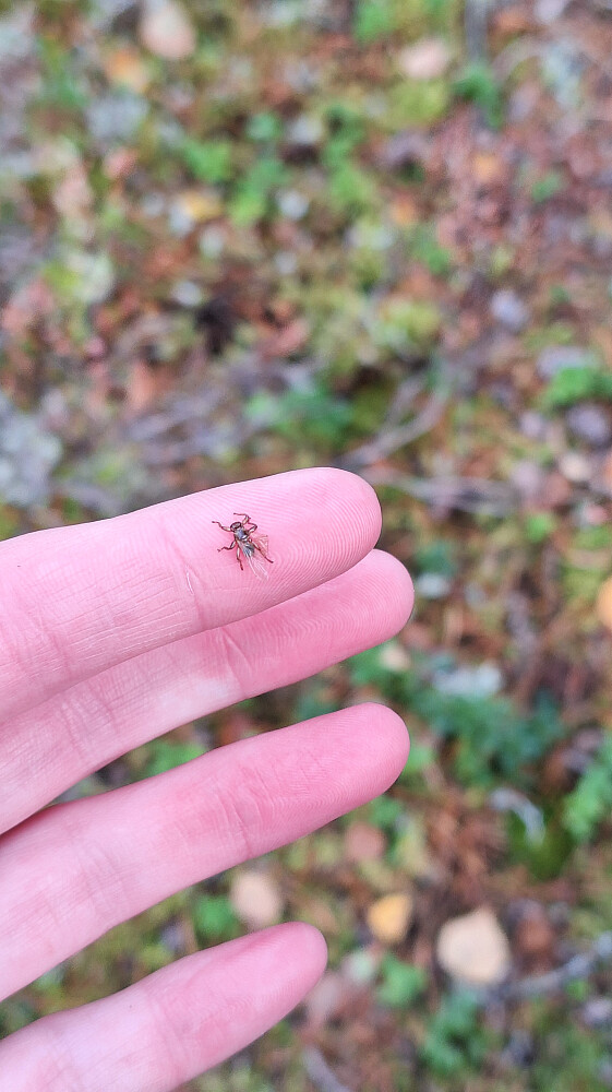 Altfor mange hjortelusfluer ennå, så hetta ble flittig brukt i dag. 