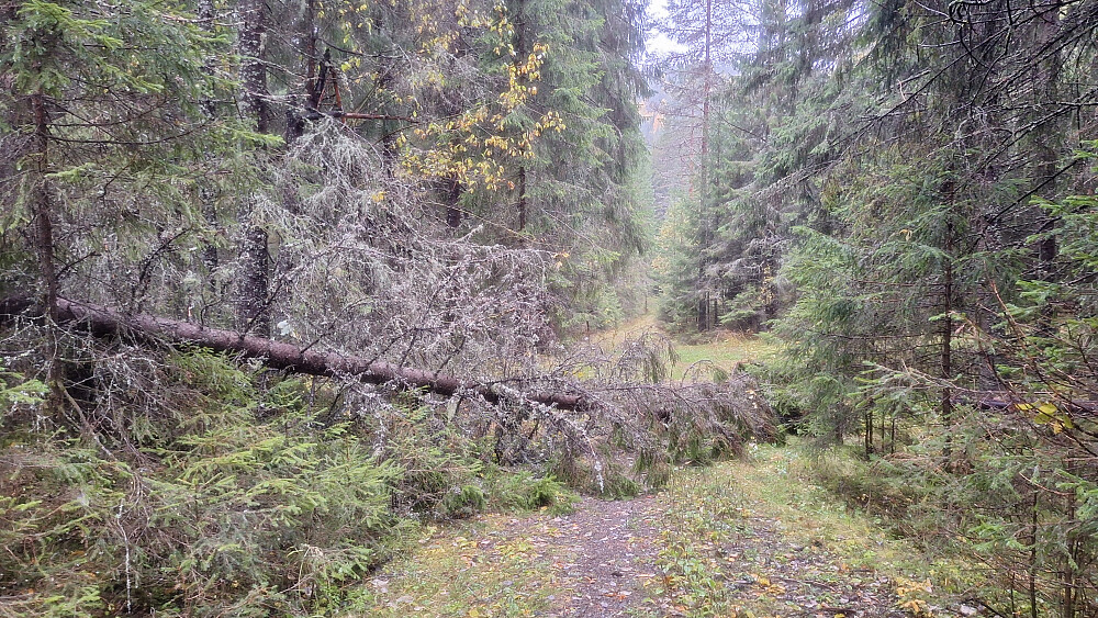 Tross flere nedblåste trær, og jeg hørte et tre som knakk, følte jeg meg trygg i skogens dyp sammen med Amy.