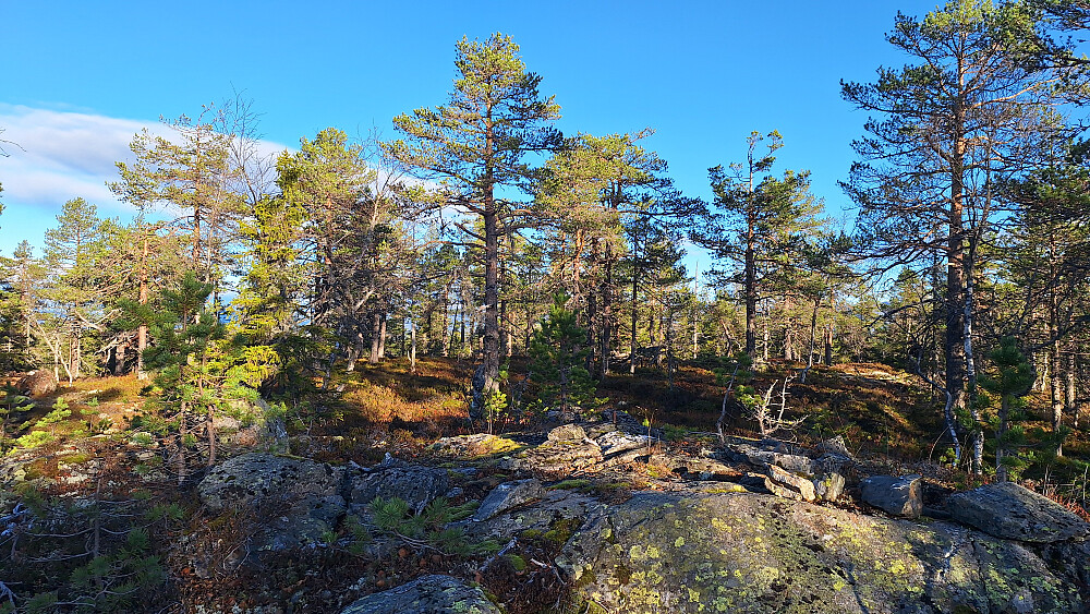 Såta.