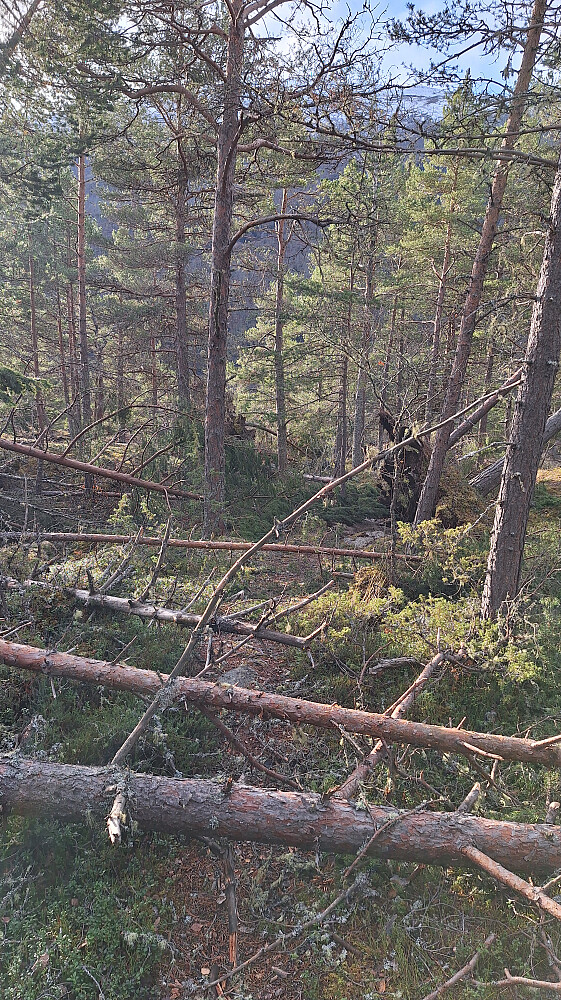 Amy hadde herjet fælt over Klanten. 
