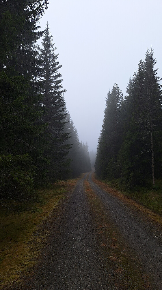 Fint i skogen trass massiv væte.