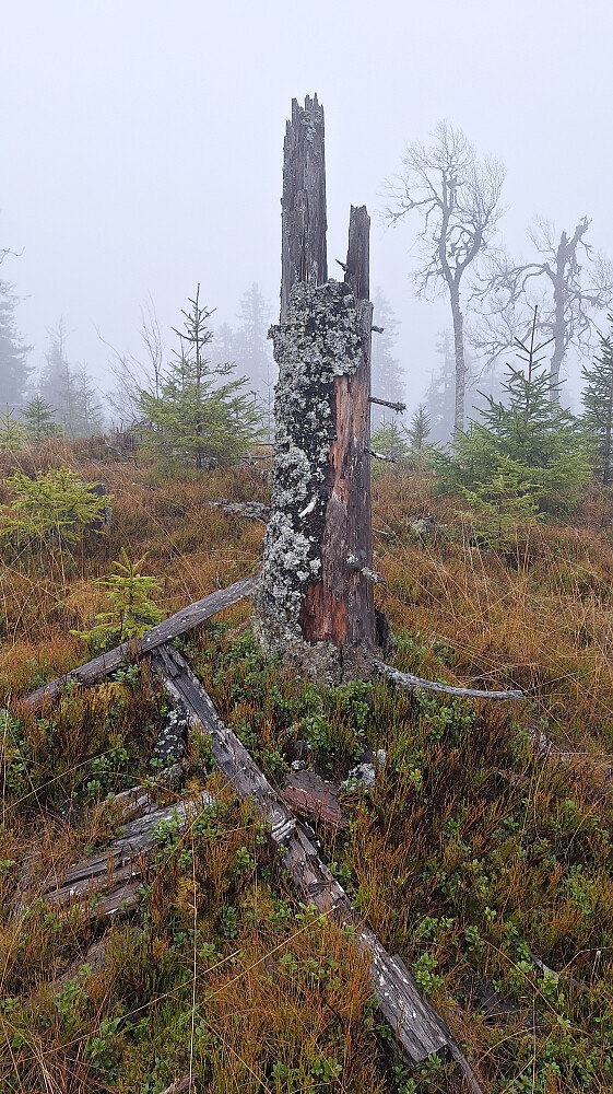 Smalberget trig. punkt.