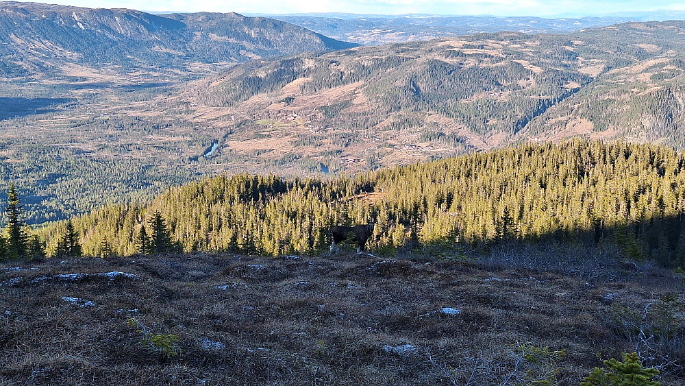 Tok litt tid før elgen oppdaget meg.