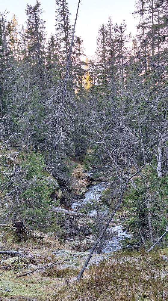 Fin, gammel skog fra Lindelisetrene til tregrensa. 