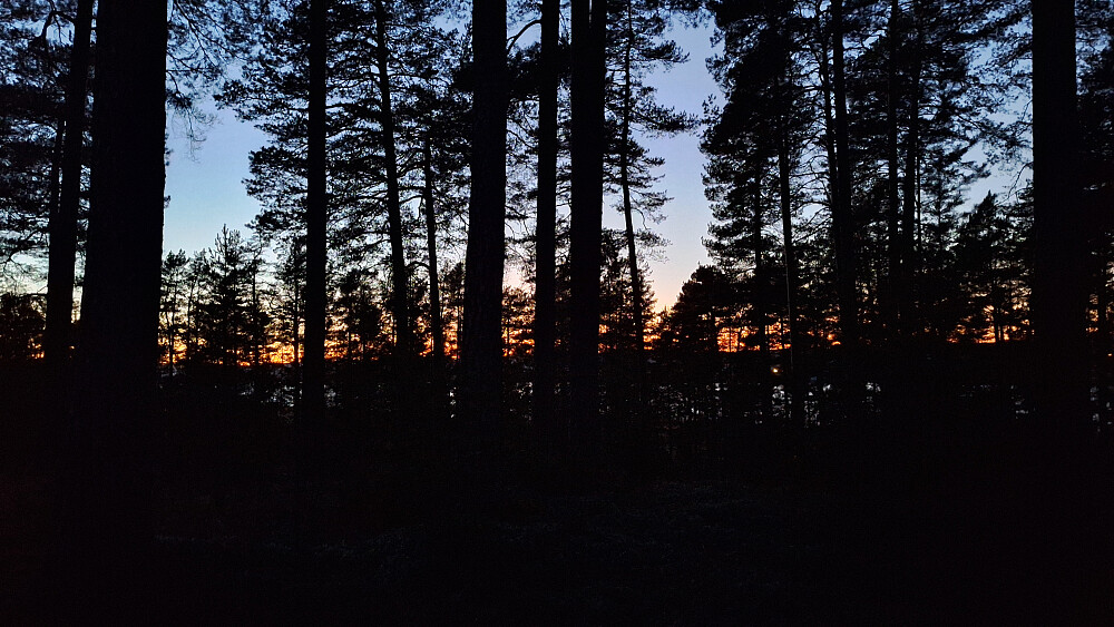 Nydelig solnedgang, selv inni skogen. 