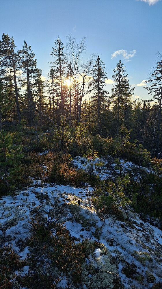En bolt på Kvigtjennhøgda.