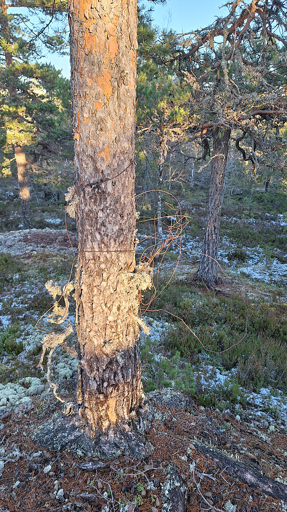 Ståltråden var hektet på ei furu...