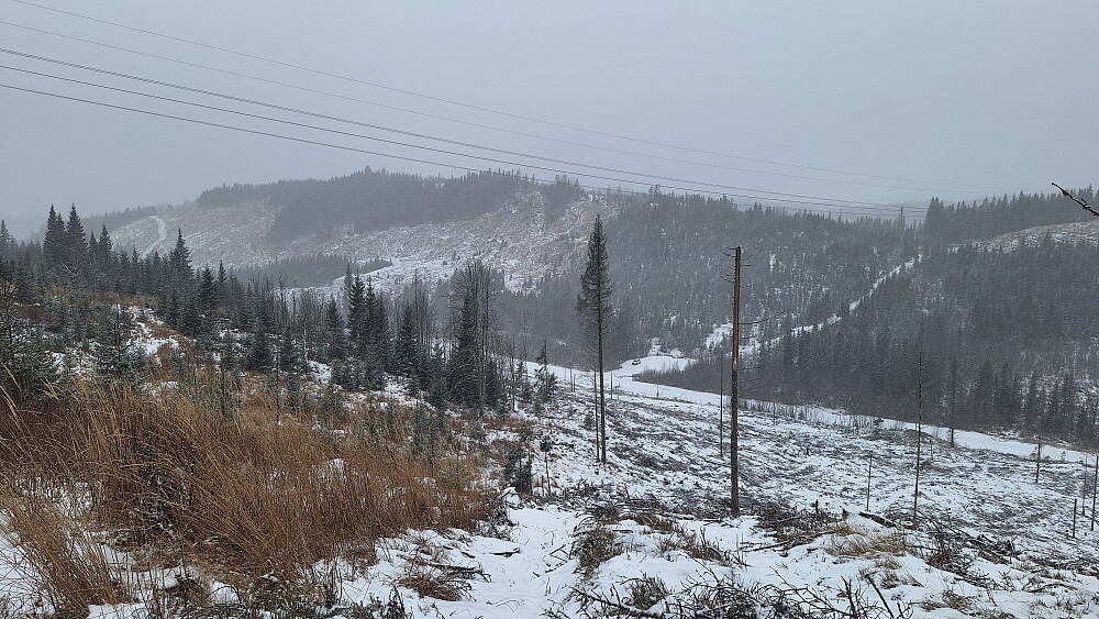 Parkerte på turparkering ved Sjusjøveien, omtrent midt i bildet. Lettgått hogstfelt. 