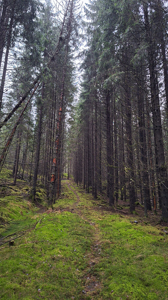 Det fineste partiet av stien. Ellers var det mye vindfall og hit og dit for å forsere dem.
